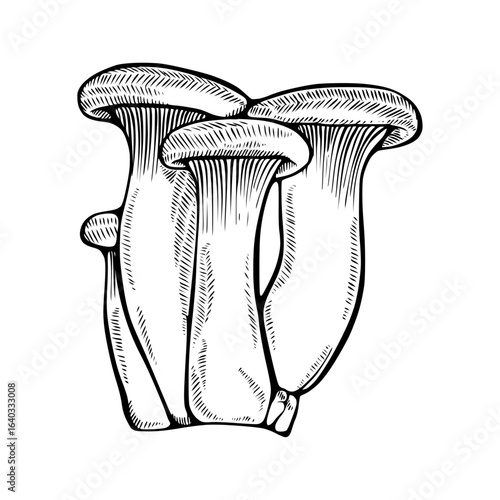 King Oyster Mushroom Line Art Vector – Minimalist Edible Fungus Illustration