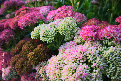 showy stonecrop, iceplant, or butterfly stonecrop (Hylotelephium spectabile)