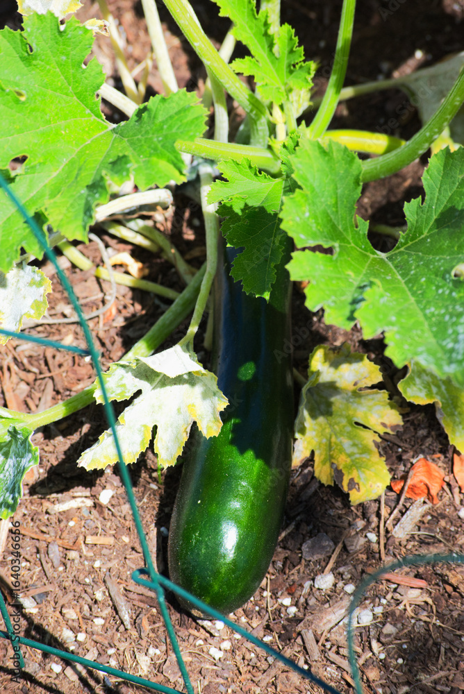 Obraz premium Zucchini or courgette