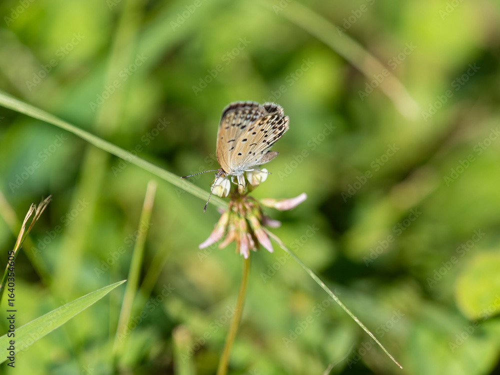 Obraz premium シロツメクサの花の蜜を吸うヤマトシジミ
