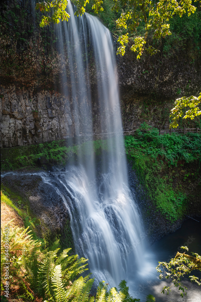 Fototapeta premium South Falls plunges in Silver Falls State Park.
