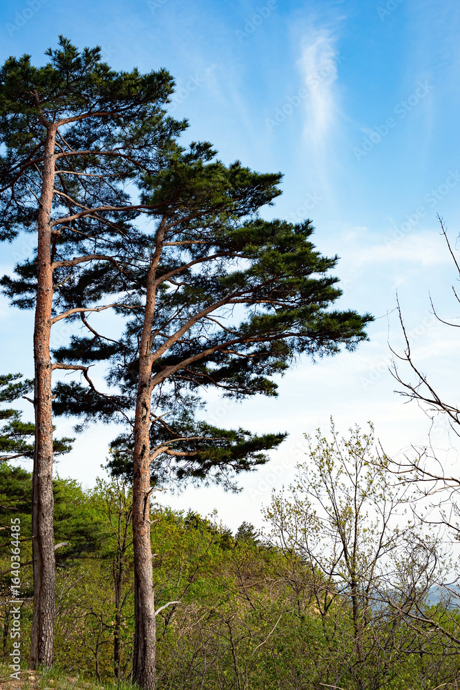 Obraz premium Tall Pine Trees Against Blue Sky in Korea