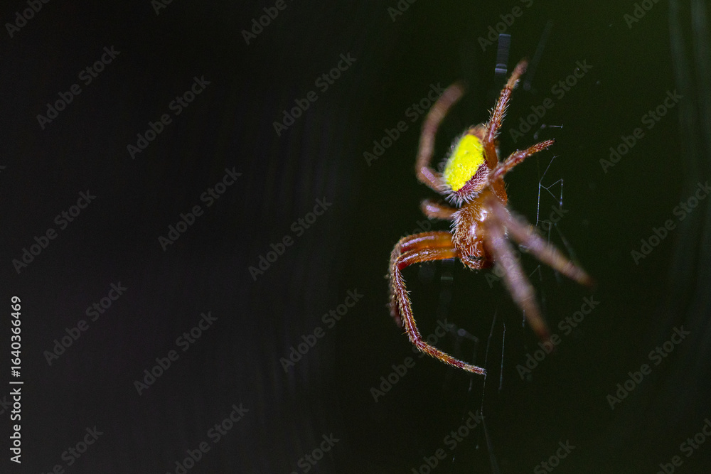 Fototapeta premium A bright spider called the tropical orbweaver (Eriophora ravilla) in Sarasota, Florida