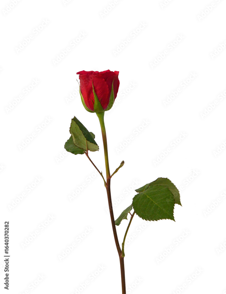 Fototapeta premium Bunch of rosy roses isolated on white 