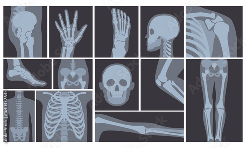 Vector illustration of realistic set of many X-rays pictures of human body. Transparent X-ray photos on white background.