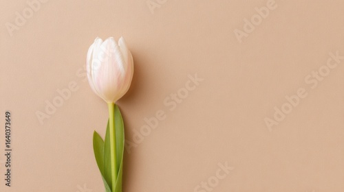 A single red tulip in top view, vibrant against a neutral backdrop, symbolizing simplicity and beauty.