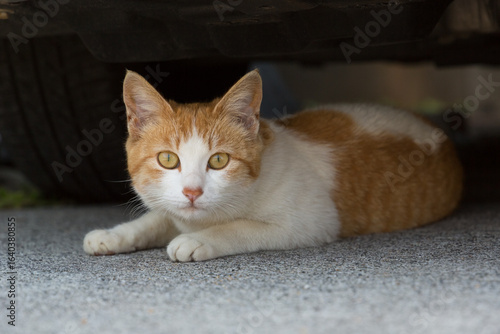 A orange and white cat sitting in the shade under a car