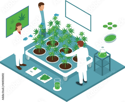 Scientists growing cannabis lab