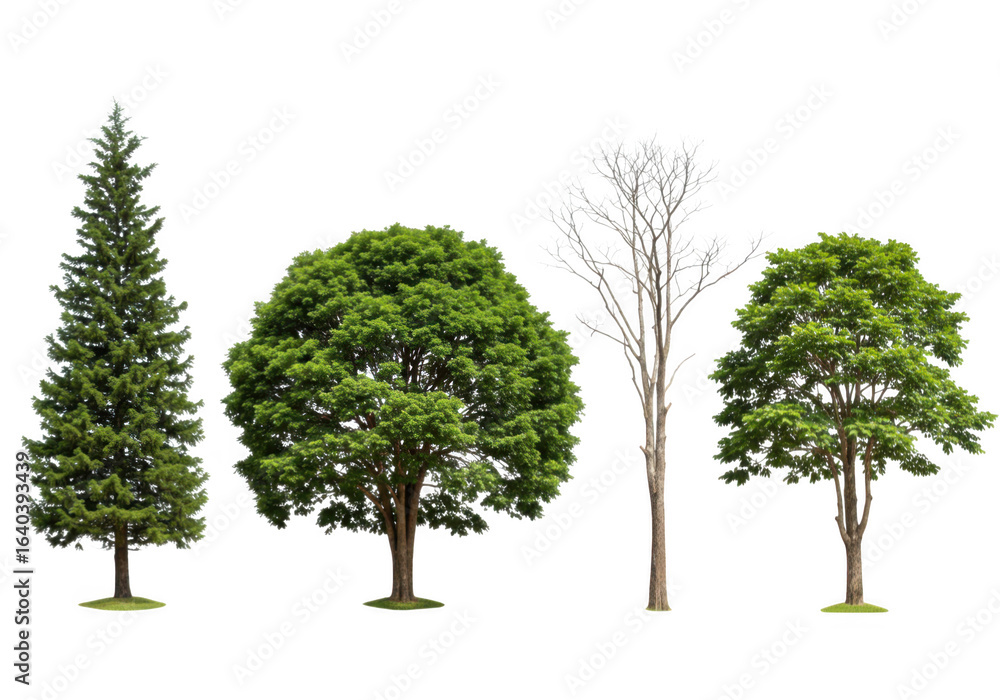 Fototapeta premium Variety of trees collection isolated on transparent background