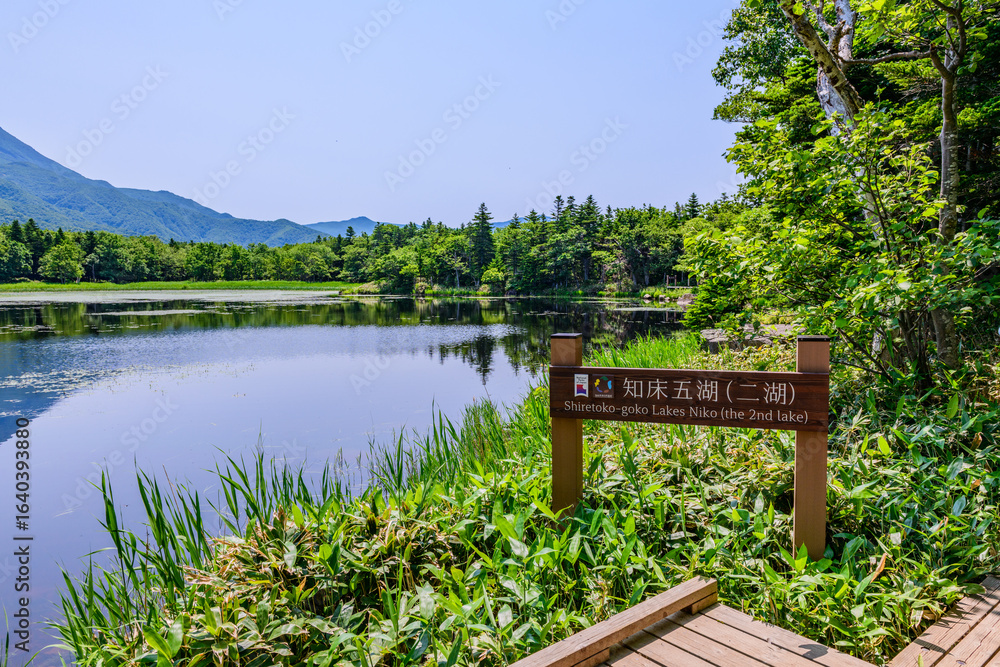 Fototapeta premium 北海道知床半島の知床五湖を歩く初夏の風景。6月、澄み渡る青空の下、豊かな原生林と湖面に映る空と山々が美しい絶景。