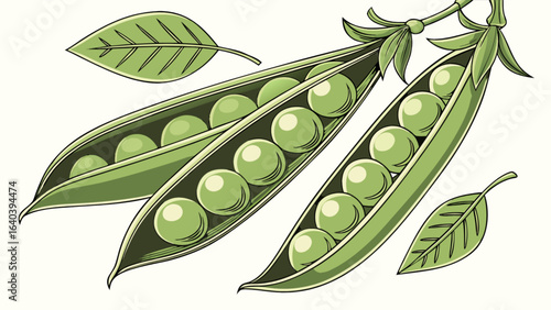 Fresh green peas in pods vector illustration healthy eating vegetables legumes garden harvest organic food  100