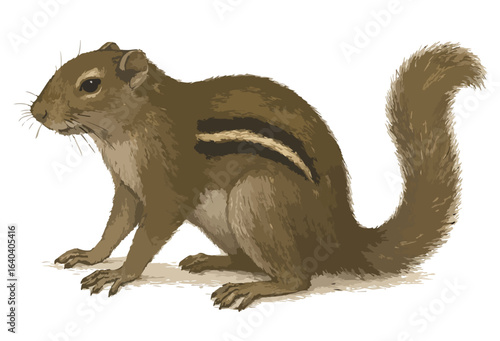Callosciurus notatus (Bajing kelapa)