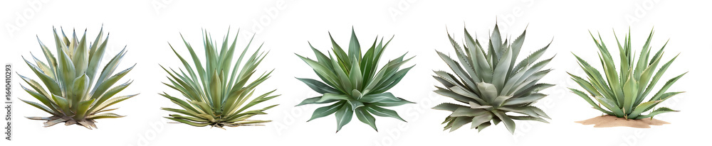 Obraz premium Five Types of Agave Plants: A Comprehensive Guide to Agave Varieties