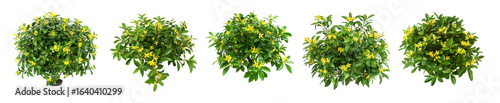 Five Lush Yellow Flower Bushes