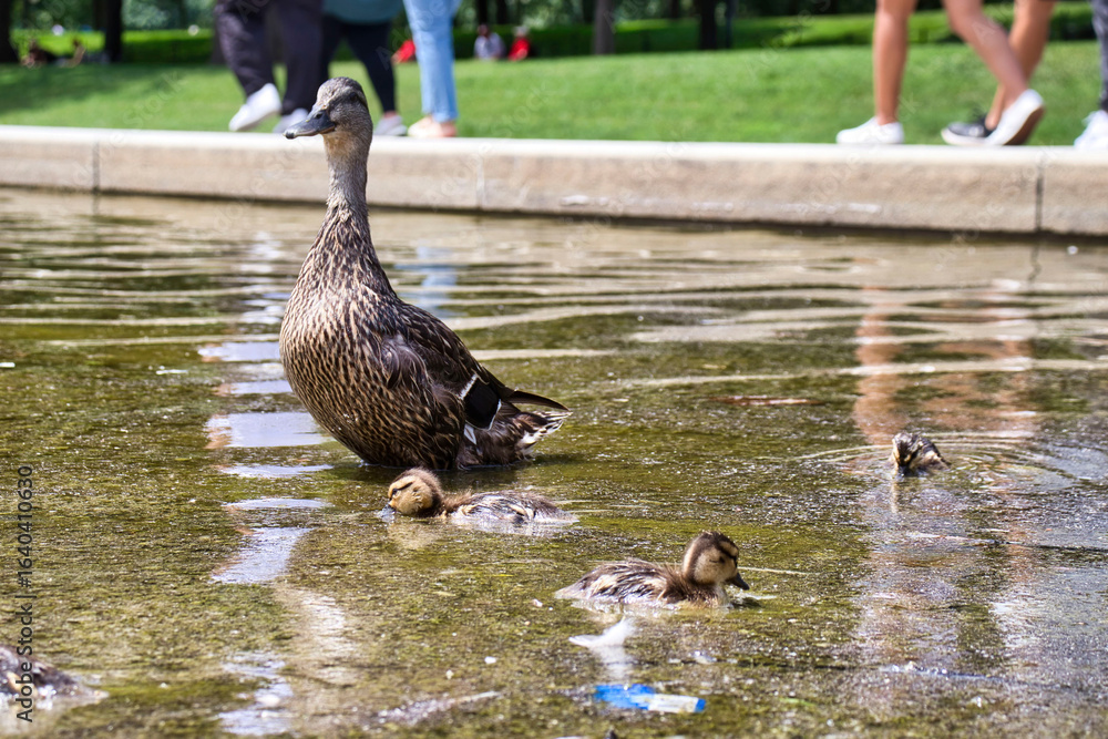 Fototapeta premium Ducks swimming near the Lincoln Memorial