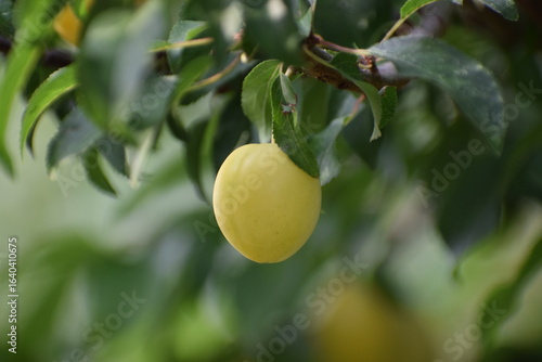 The photo shows mirabelle plums or cherry plums hanging on a branch.