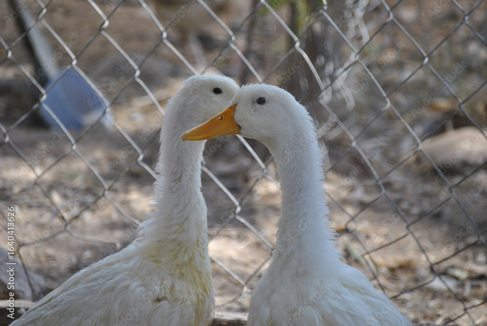 Obraz premium Geese or ducks performing a mating ritual