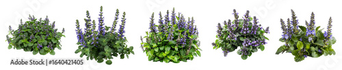 Ajuga reptans 'Catlin's Giant' Growth Stages