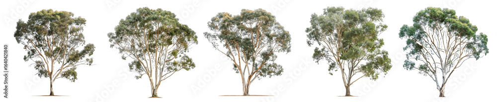Fototapeta premium Eucalyptus Tree Variations: A Collection of Five Mature Eucalyptus Trees