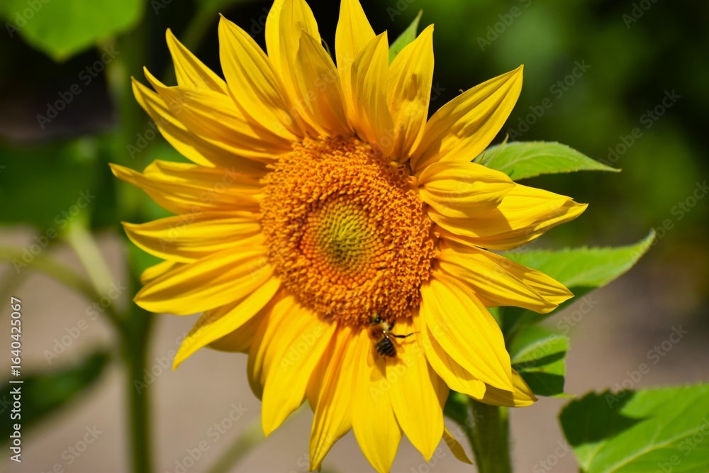 Obraz premium sunflower on a green background