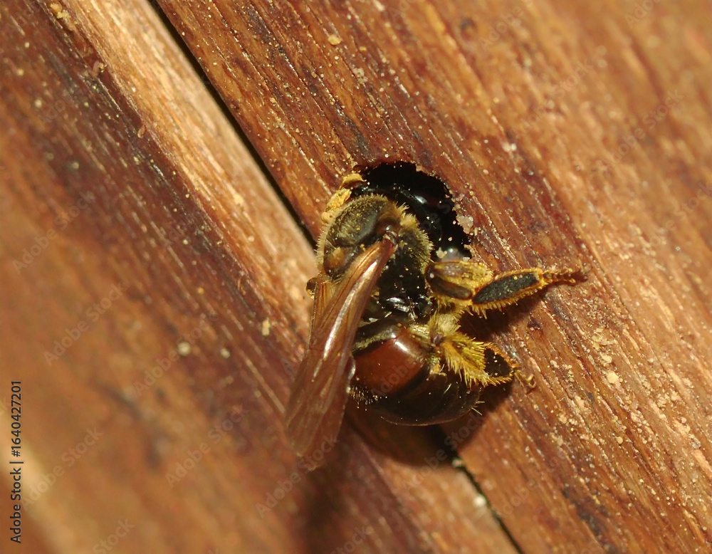 Obraz premium Carpenter bee meticulously drilling a hole. Carpenter bees boring hole in wood.