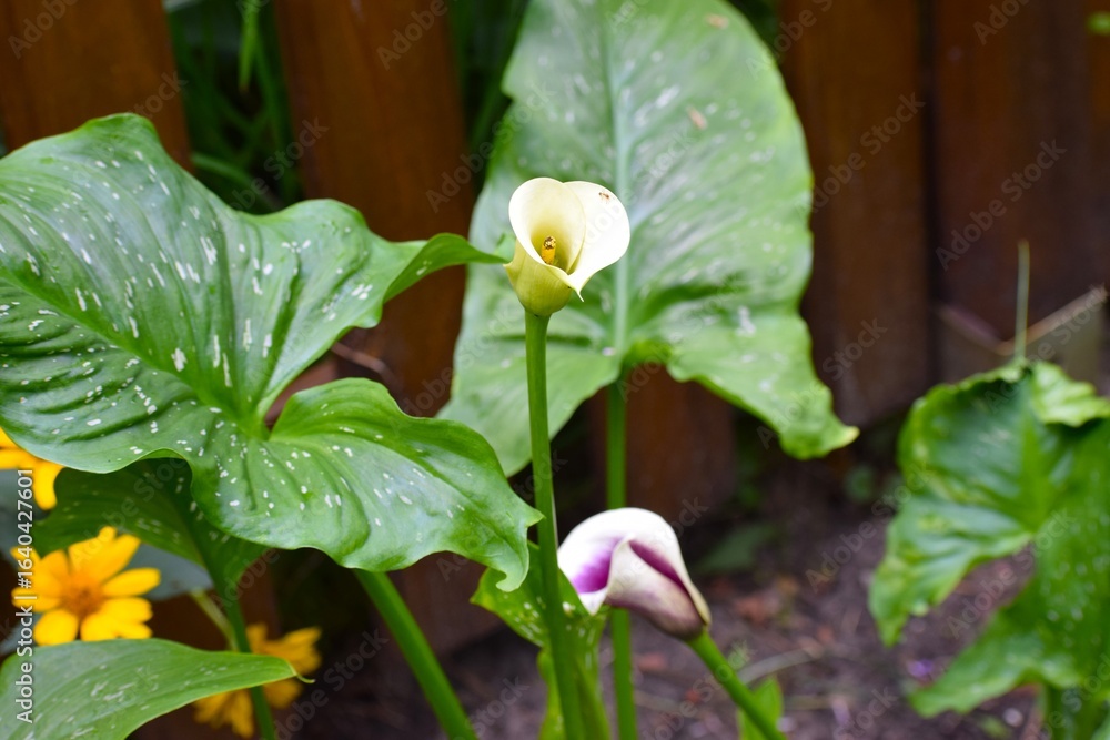 Obraz premium in the photo are white calla lilies