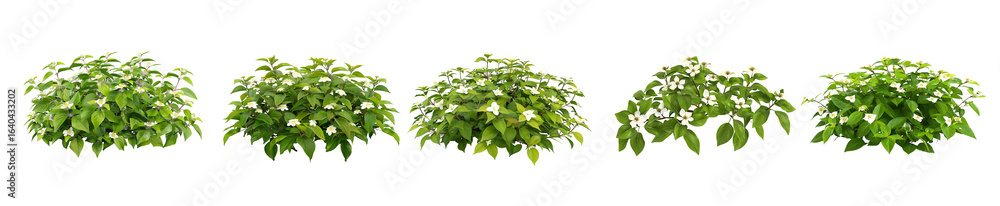 Five Lush Green Bushes with Delicate White Blossoms Five Lush Green Bushes with Delicate White Blossoms