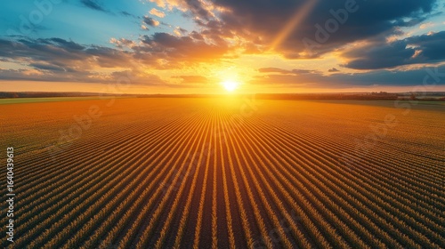 Aerial view of a golden cornfield at sunset