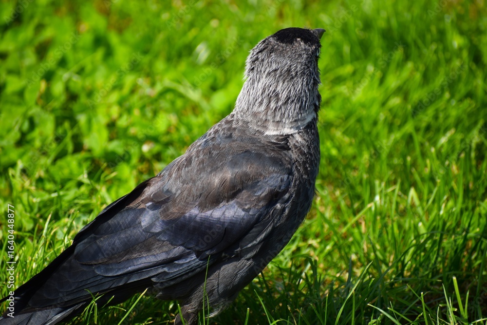 Fototapeta premium crow on the grass