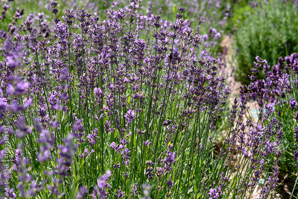 Obraz premium Vibrant lavender field in full bloom during sunny day showcasing nature's beauty and tranquility