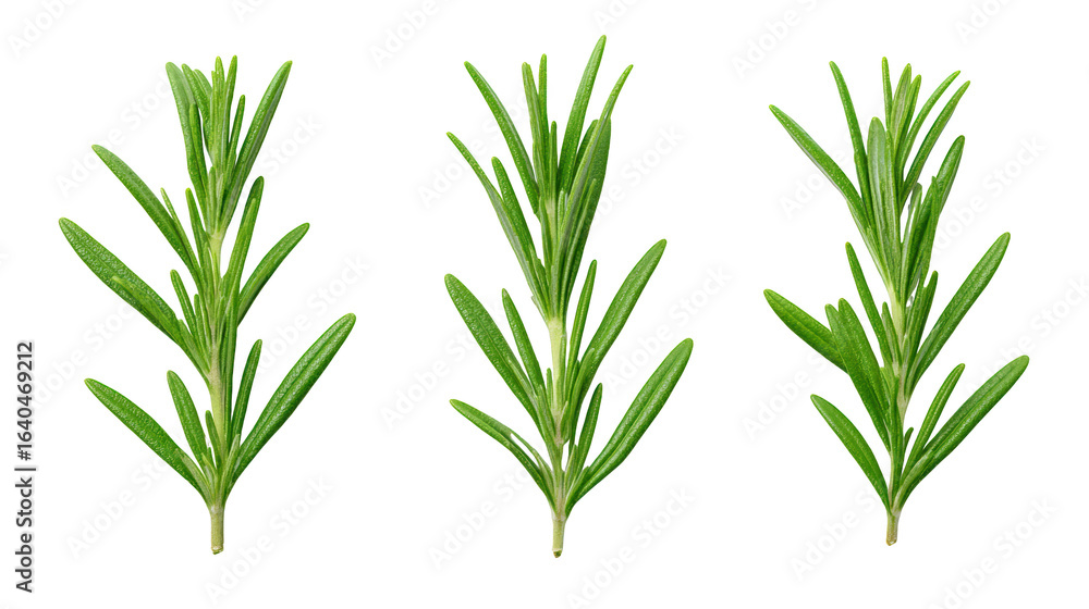 Fototapeta premium Vibrant green leaves on a dark background, study in natural contrast and botanical beauty