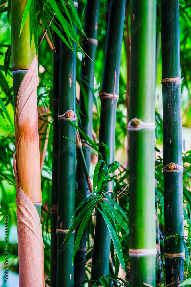 Fototapeta premium bamboo forest background macro closeup