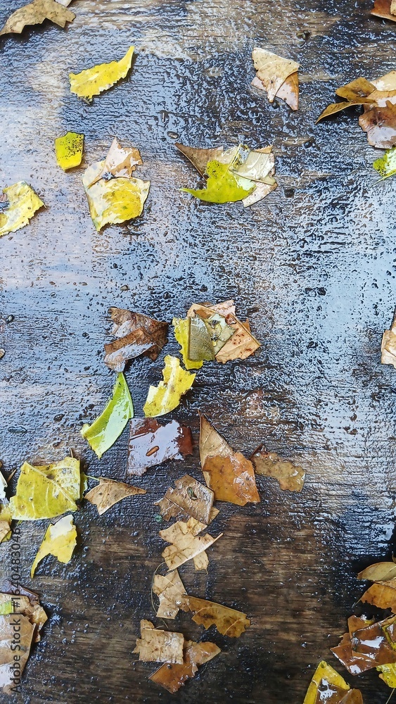 Obraz premium Fallen Dry Leaves on Wet Dark Floor