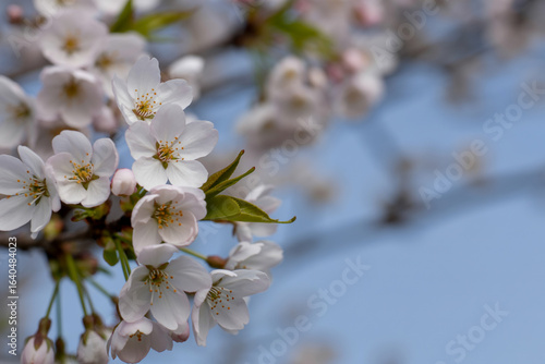 Delicate Blossoms A Cluster of Fragile Beauty (1)