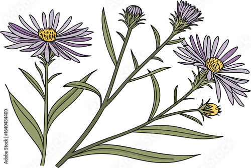 Realistic new england aster illustration with botanical details. Detailed new england aster artwork for floral themes. Lifelike new england aster drawing in natural style. High quality new england
