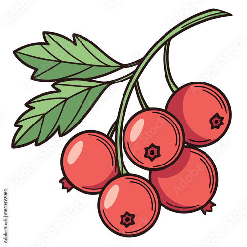 Illustrated cranberry branch featuring green leaves with a transparent backdrop for product enhancement or seasonal decoration