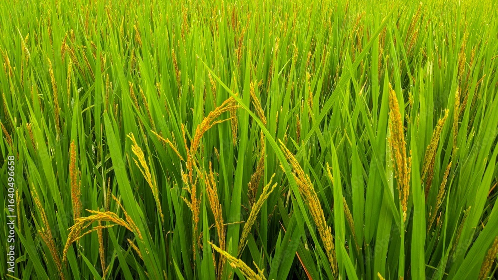 Fototapeta premium green rice field