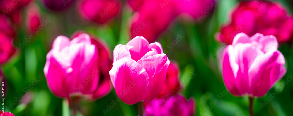Fototapeta premium Spring garden. Beautiful tulip flowers on spring nature. Close-up of closely bundled pink tulips. Tulip field. Spring tulip. Red tulips flowers in spring garden.