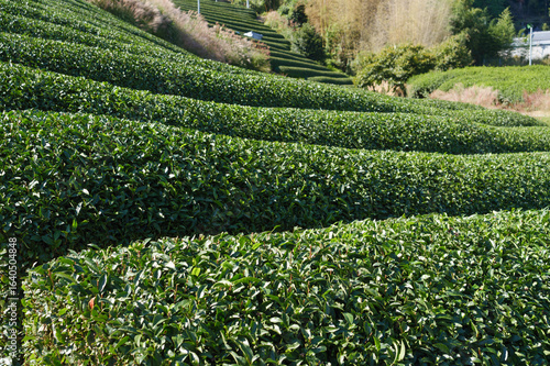 lush green tea fields in kyoto japan