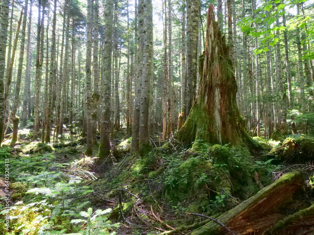 Fototapeta premium 日光白根山の森