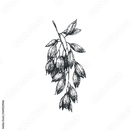 Hand Drawn Sketch of Oat Stalk with Grains and Leaves