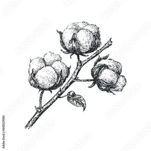 Sketch of a Cotton Branch with Bolls and Leaf