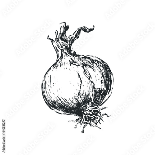 Sketch of a Bulbous Root Vegetable with Thin Roots and Sprouts