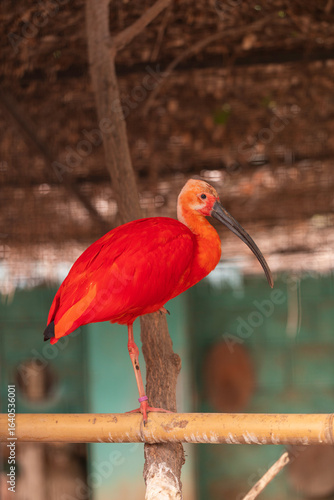 Fotografie Close-up of a stunning scarlet ibis standing on one leg on a bamboo perch, with