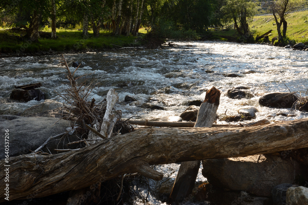 Fototapeta premium Dry logs on the bank of a small turbulent river flowing down from the mountains along the birches growing on the banks on a sunny summer evening.