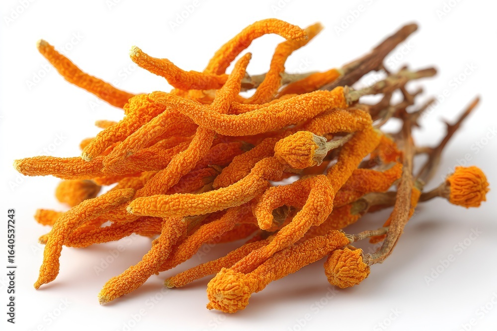 Cluster of dried, orange fungi Cluster of dried, orange fungi