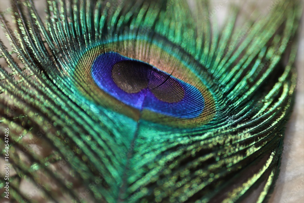 Obraz premium Peacock feather closeup. Selective focus. Feather background.