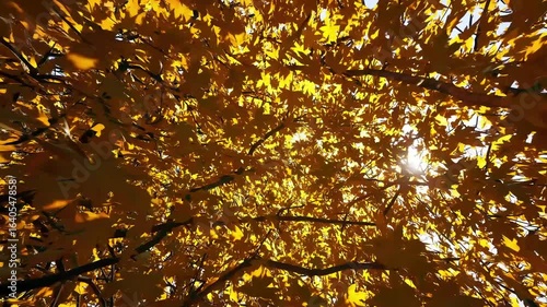 Sunlight shining through autumn leaves and branches in upward view shot