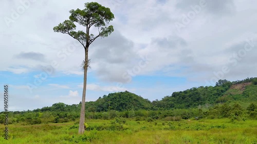 a tall tree stands tall in a green field with a natural background