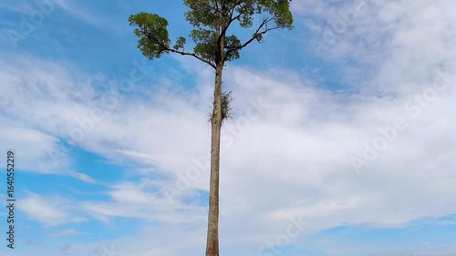 a tall tree stands tall in a green field with a natural background